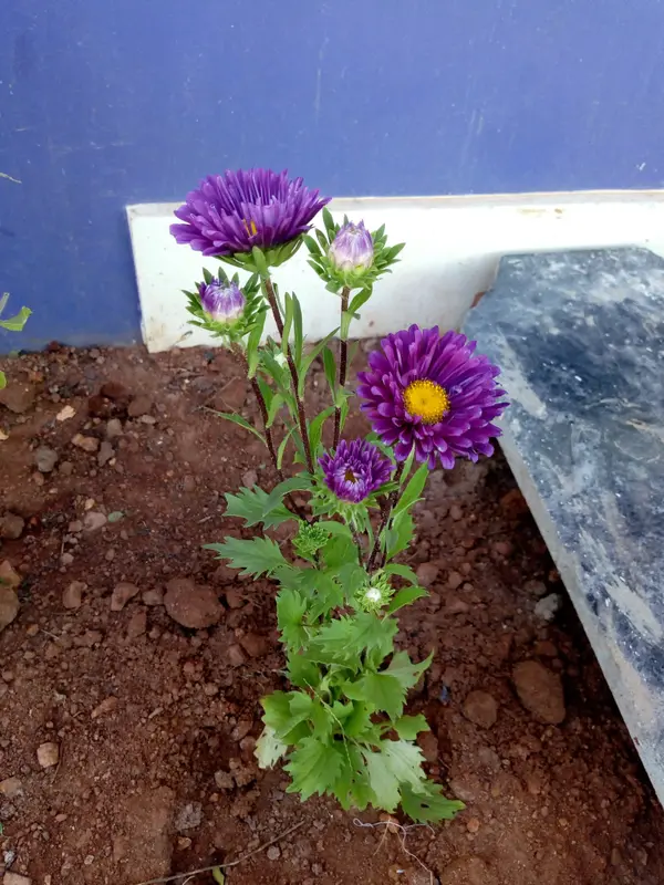 Violet colour flower